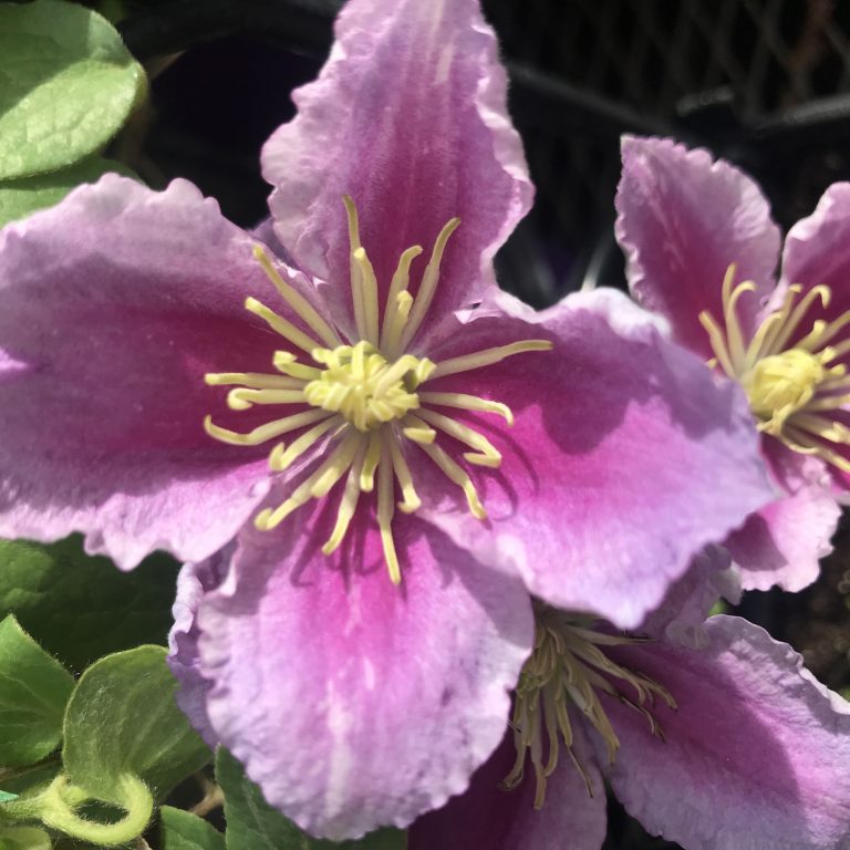 Clematis 'Piilu'