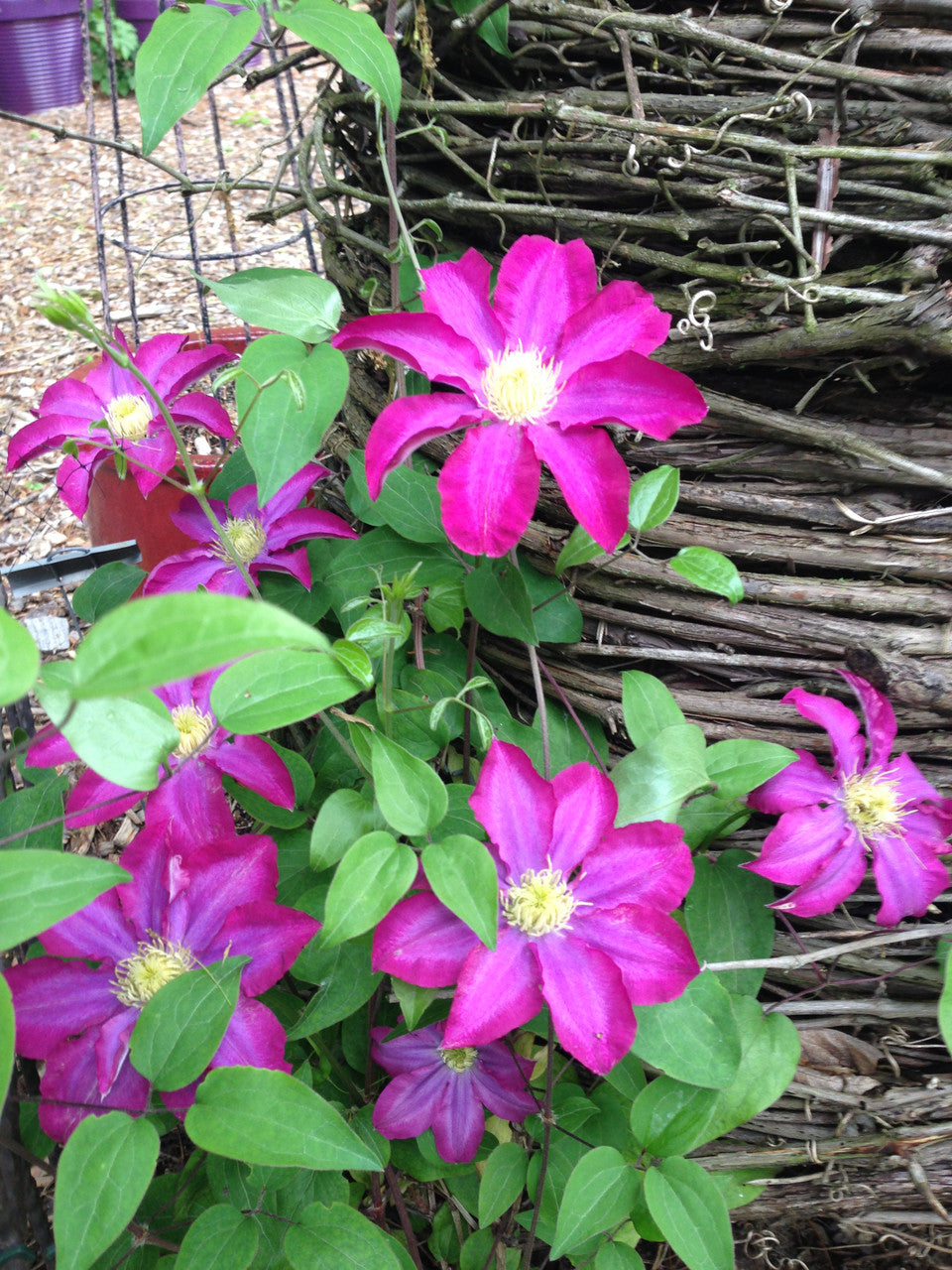 Pink flowers with green leaves in front of a woven basket