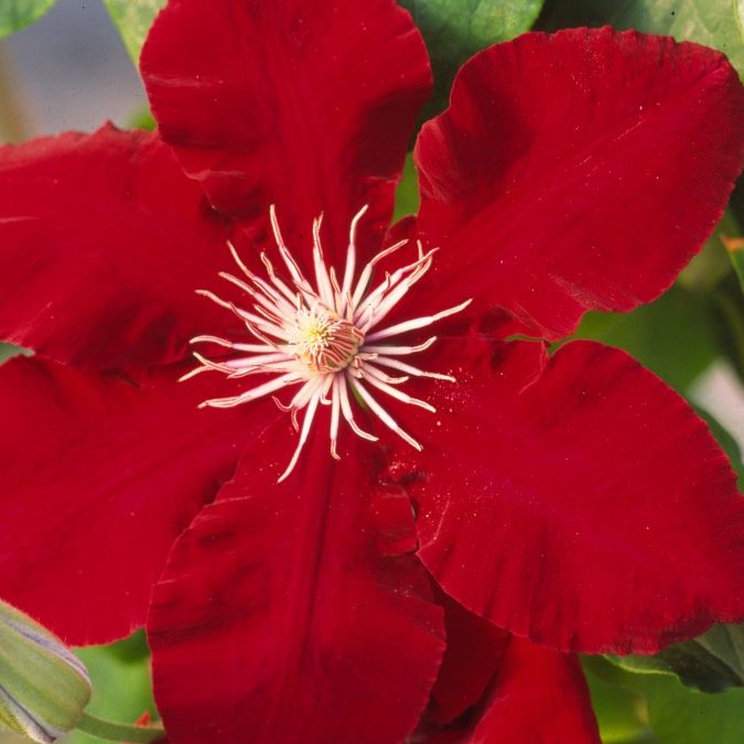 Clematis 'Rebecca™'