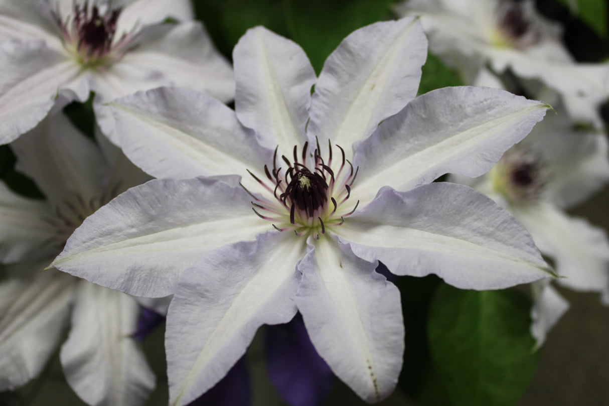 Close-up of a white flower with a purple center