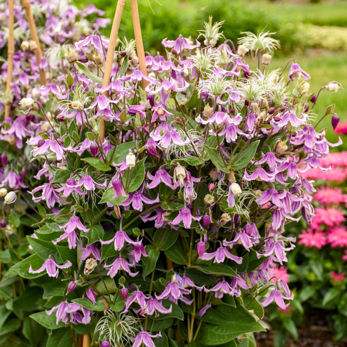 Cluster of purple flowers with green leaves in a garden setting