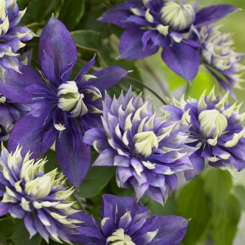 Clematis 'Taiga'