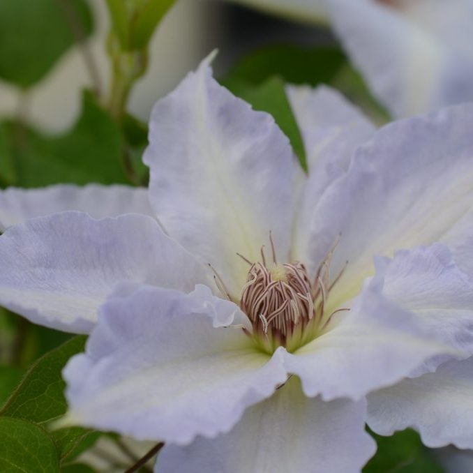 Clematis 'Tranquilite'