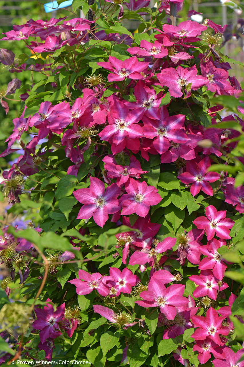 Clematis 'Viva Polonia'