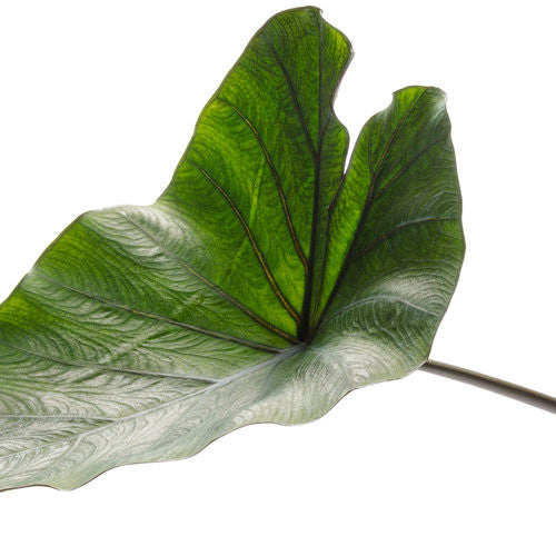 Colocasia 'Coffee Cups'