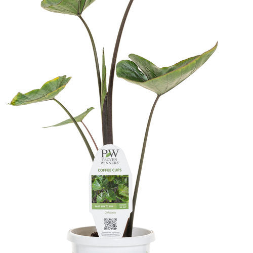 Colocasia 'Coffee Cups'