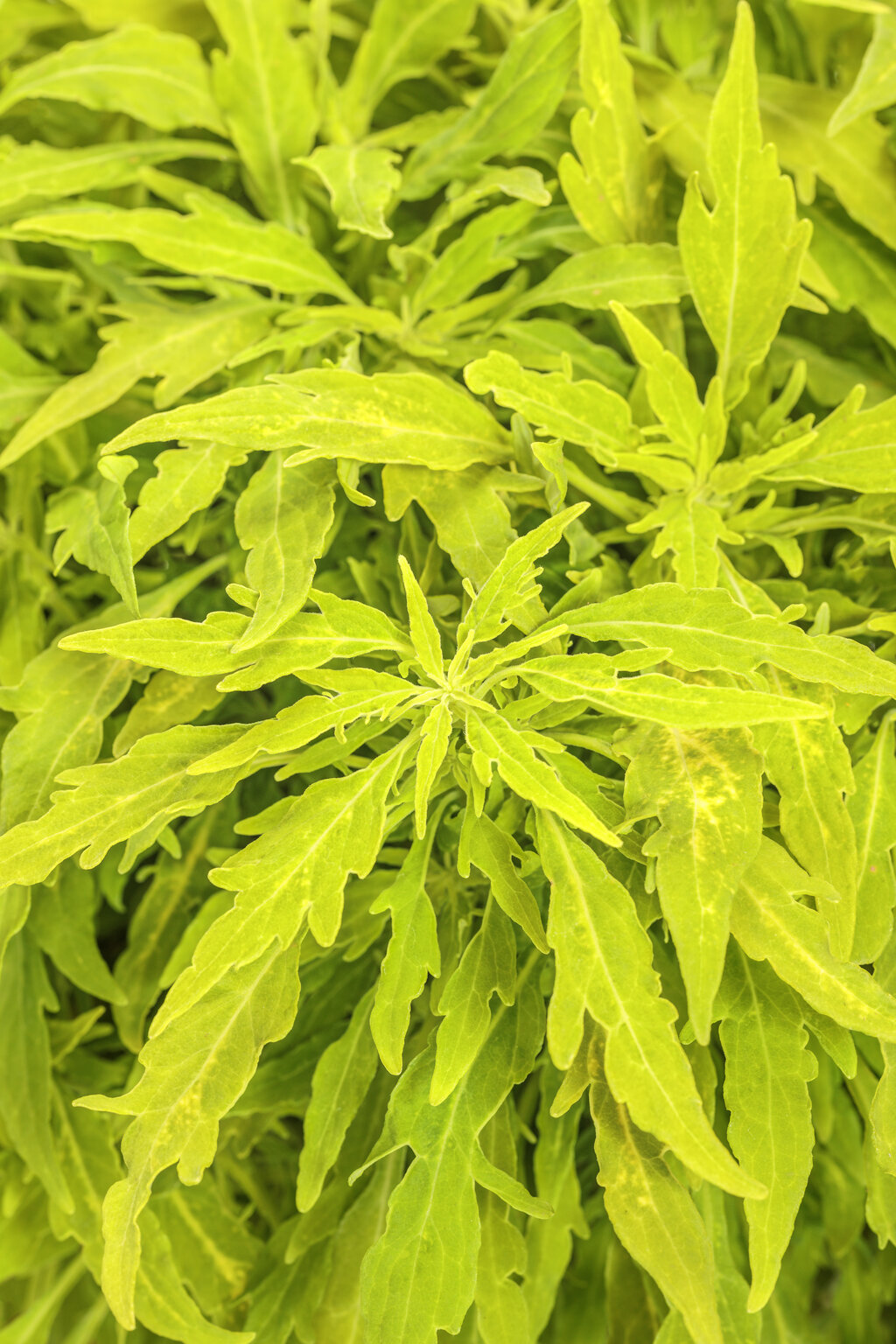 Coleus Plectranthus scutellarioides 'ColorBlaze® Mini Me™ Chartreuse'