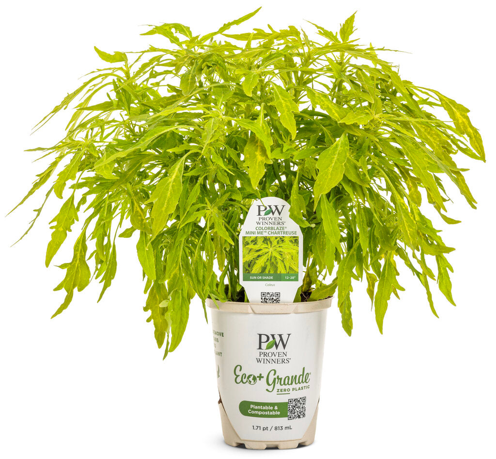 Coleus Plectranthus scutellarioides 'ColorBlaze® Mini Me™ Chartreuse'