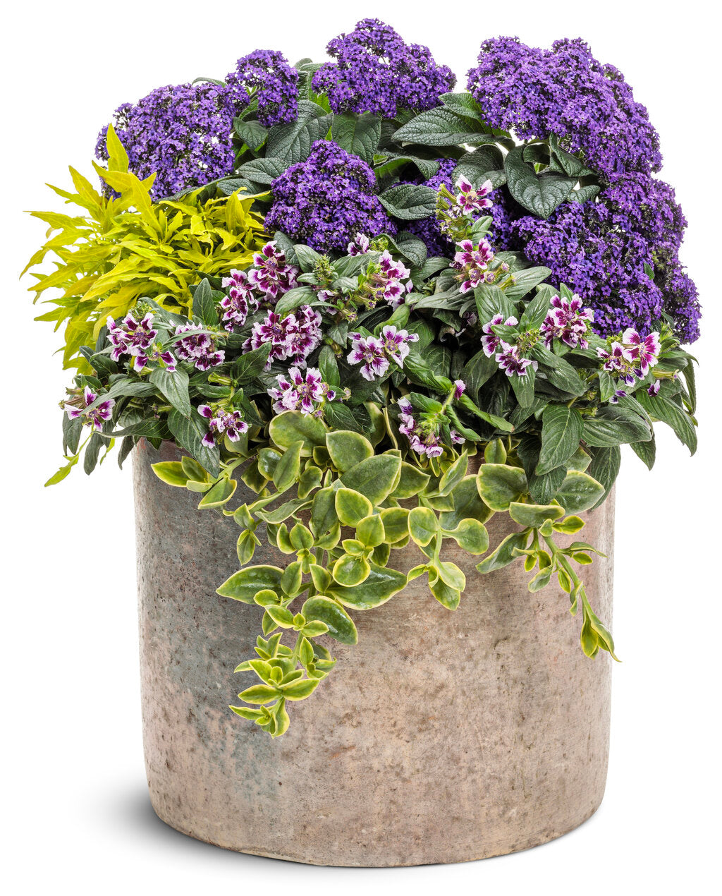 Coleus Plectranthus scutellarioides 'ColorBlaze® Mini Me™ Chartreuse'