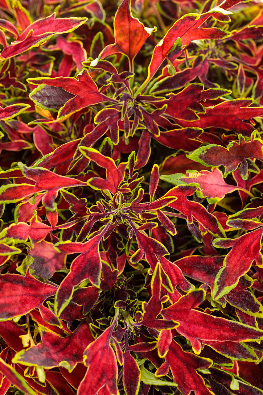 Coleus Plectranthus scutellarioides 'ColorBlaze® Mini Me™ Watermelon'