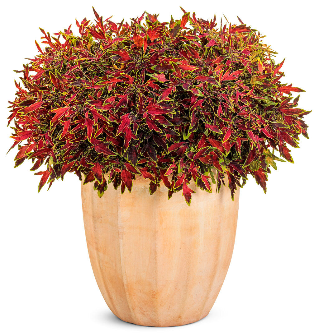 Coleus Plectranthus scutellarioides 'ColorBlaze® Mini Me™ Watermelon' in decorative pot