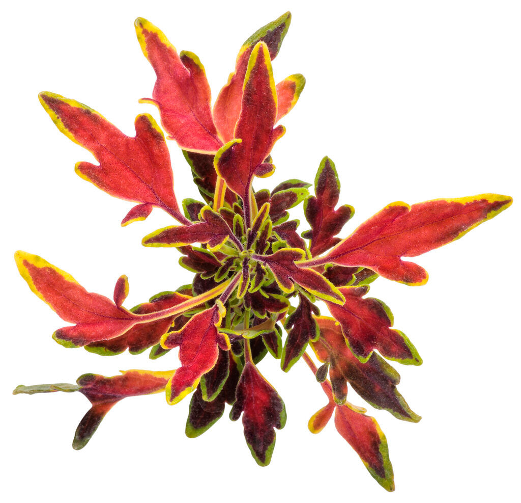 Coleus Plectranthus scutellarioides 'ColorBlaze® Mini Me™ Watermelon' foliage