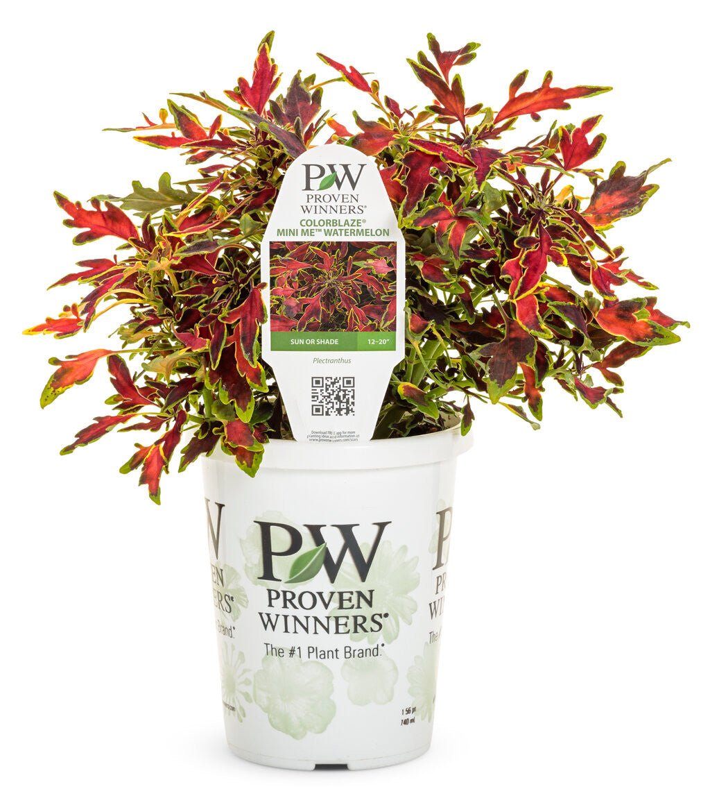 Coleus Plectranthus scutellarioides 'ColorBlaze® Mini Me™ Watermelon' in pot