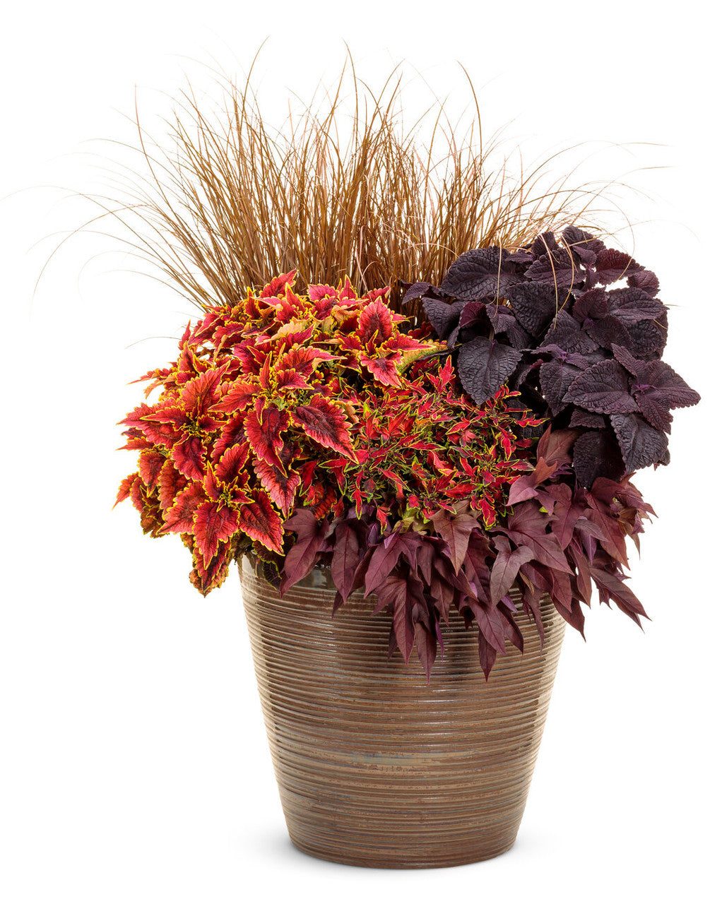 Coleus Plectranthus scutellarioides 'ColorBlaze® Mini Me™ Watermelon' combination