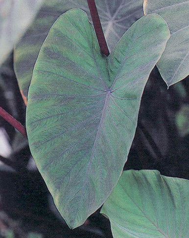 Colocasia 'Heart of the Jungle®'