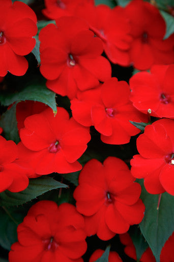 Impatiens SunPatiens® Compact Deep Red