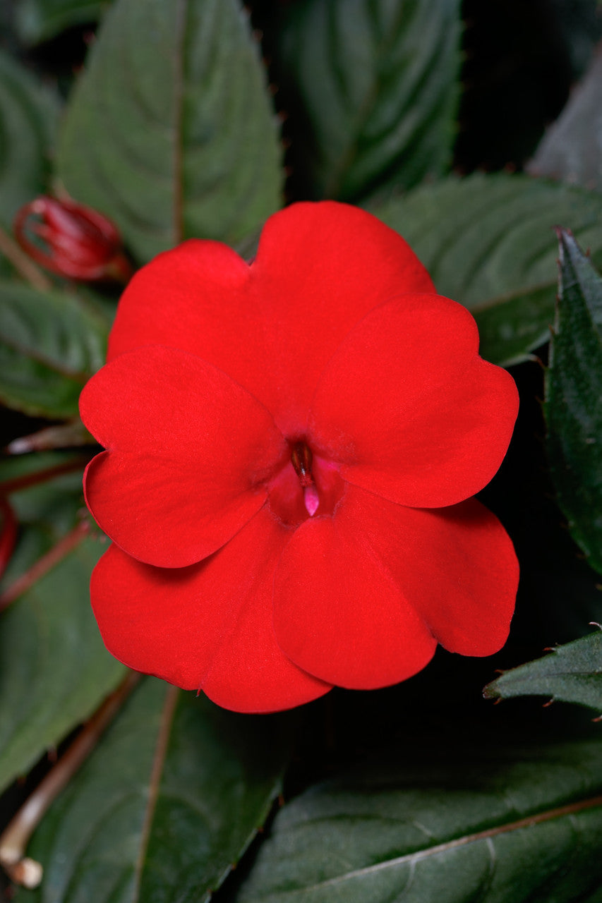 Impatiens SunPatiens® 'Compact Deep Red' flower