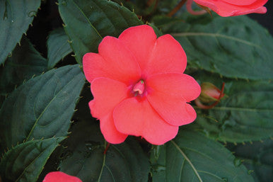 Impatiens SunPatiens® Compact Deep Rose