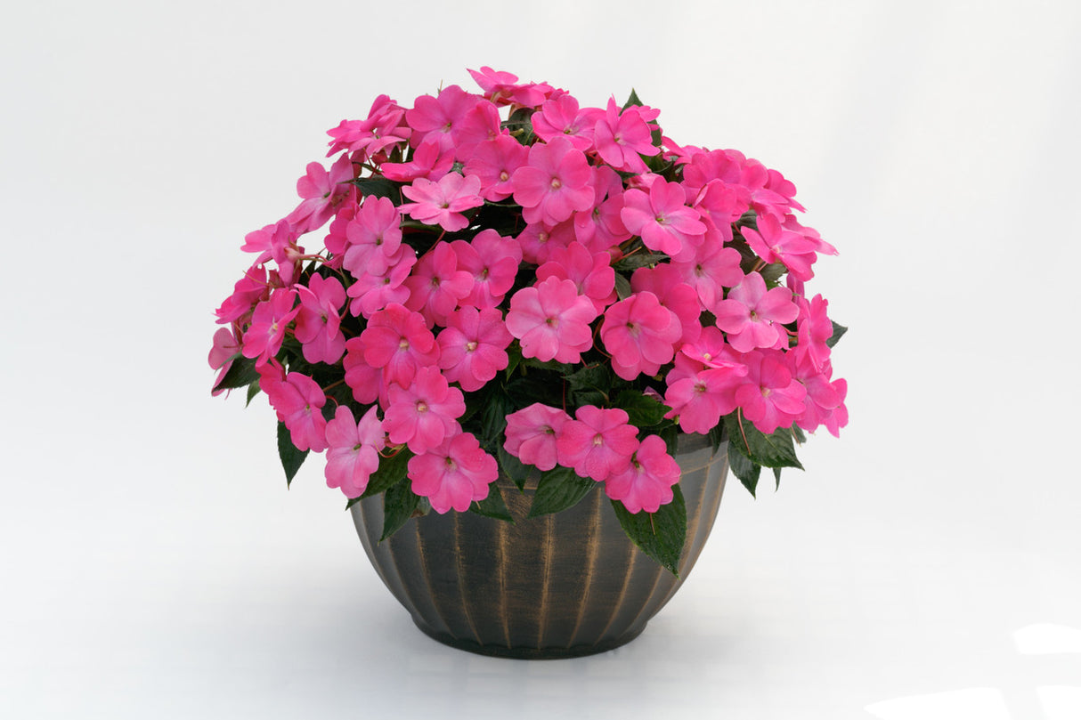 Impatiens SunPatiens® 'Compact Hot Pink' in decorative pot