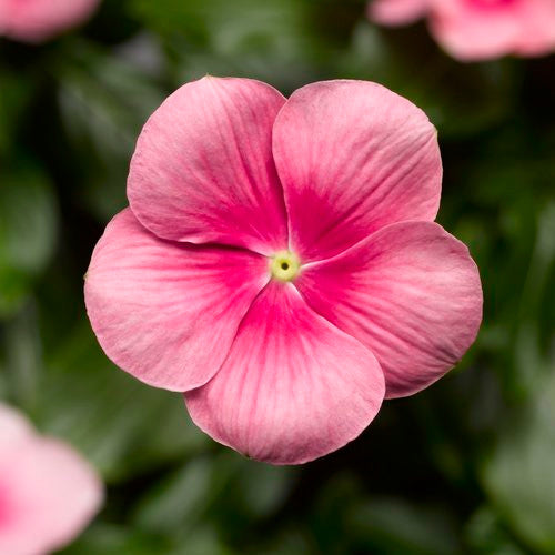 Vinca Catharanathus 'Cora® Cascade Shell Pink®'