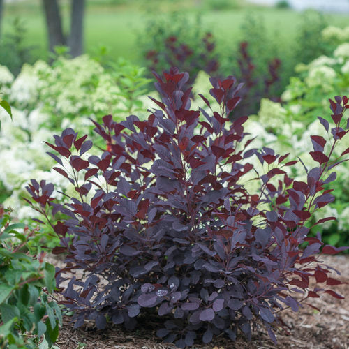 Cotinus Coggygria 'Winecraft Black®'