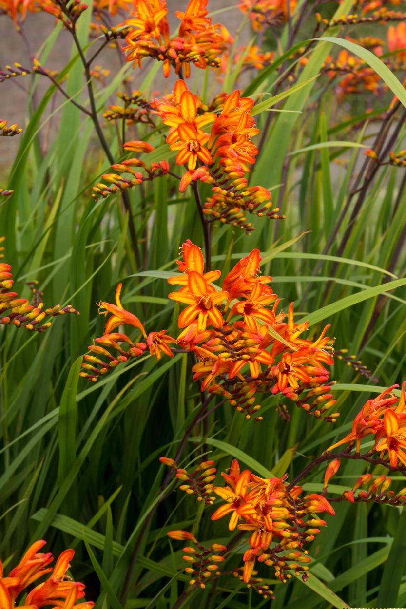 Crocosmia 'Firestarter'