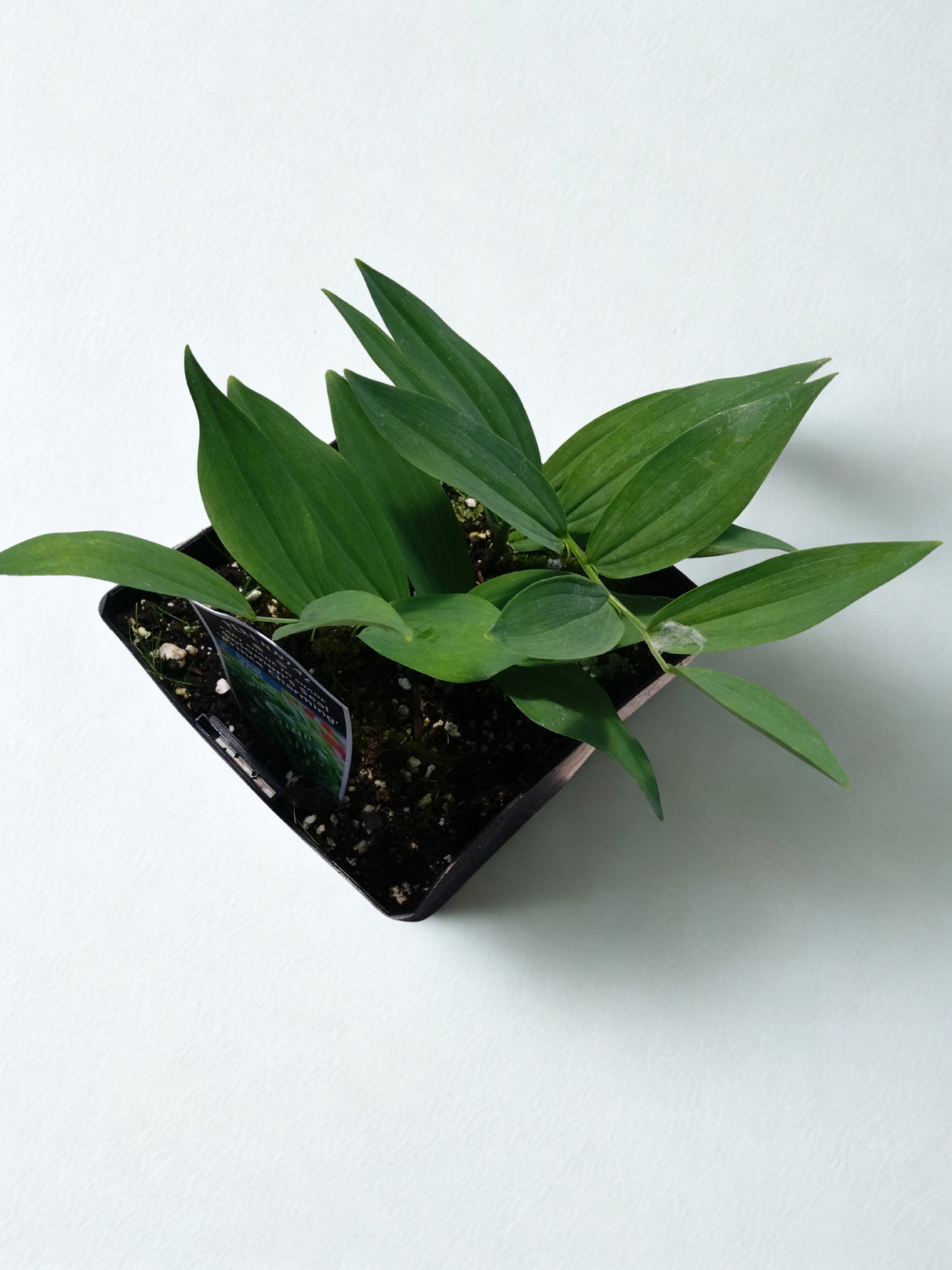Polygonatum odoratum 'Prince Charming'