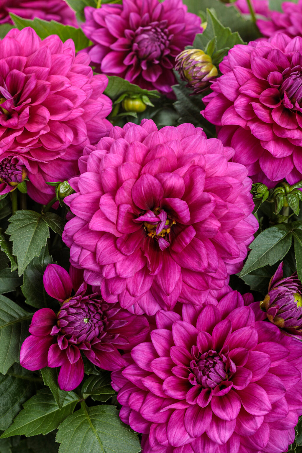 Dahlia variabilis Virtuoso™ 'Vibrant Violet™'