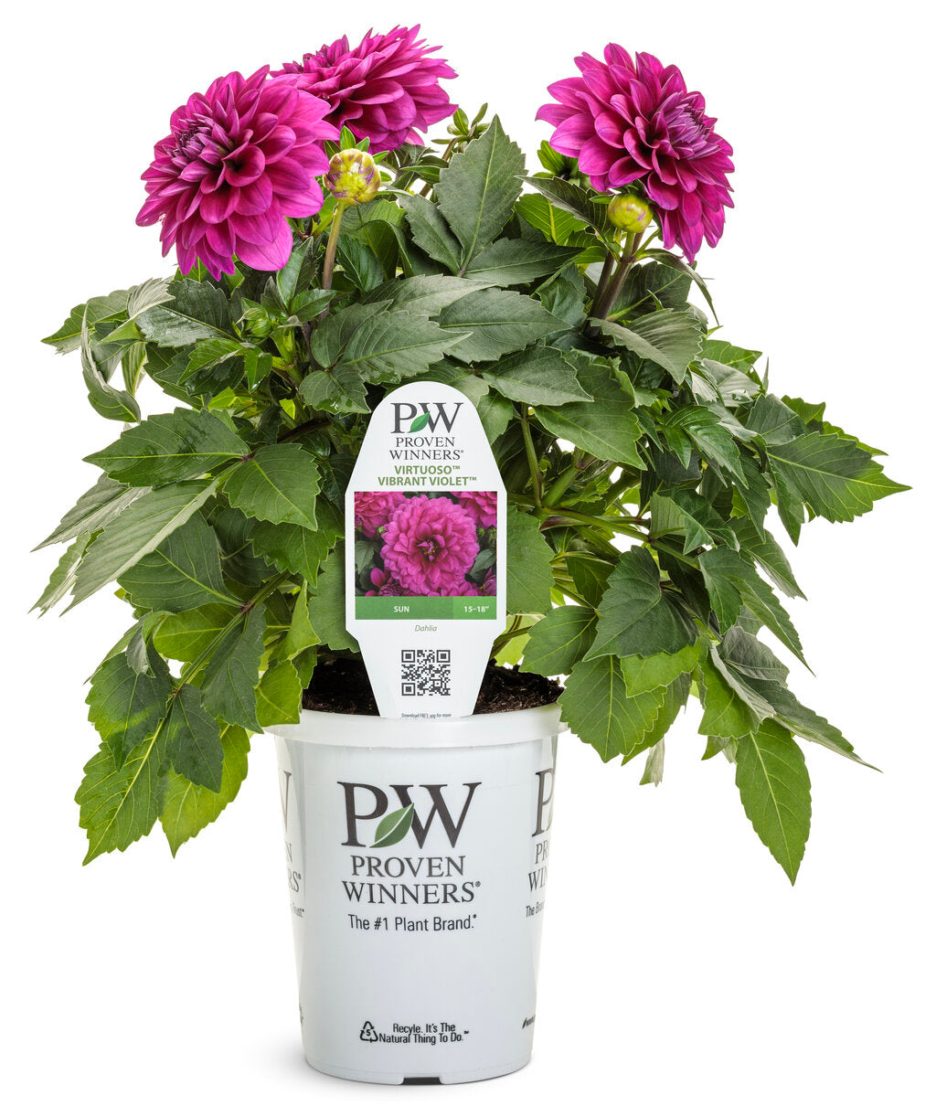 Dahlia variabilis Virtuoso™ 'Vibrant Violet™'