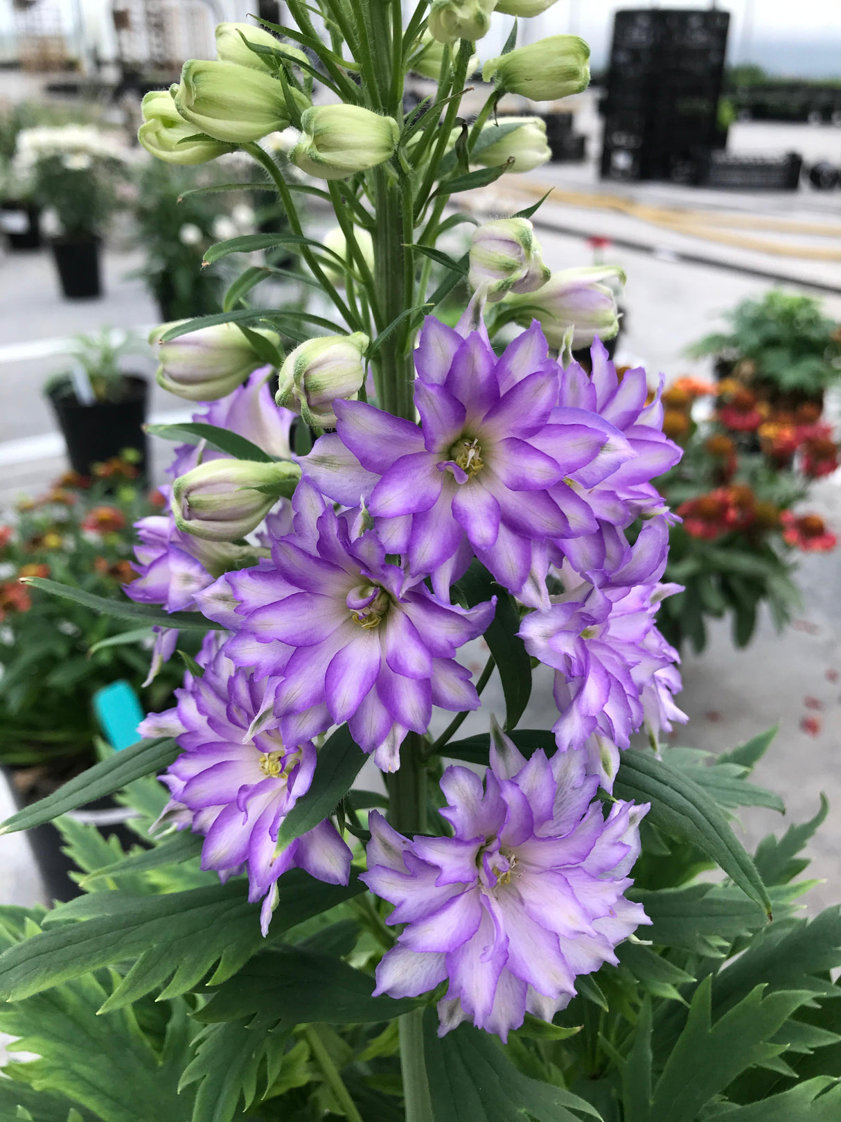 Delphinium elatum 'Delgenius™ Breezin'