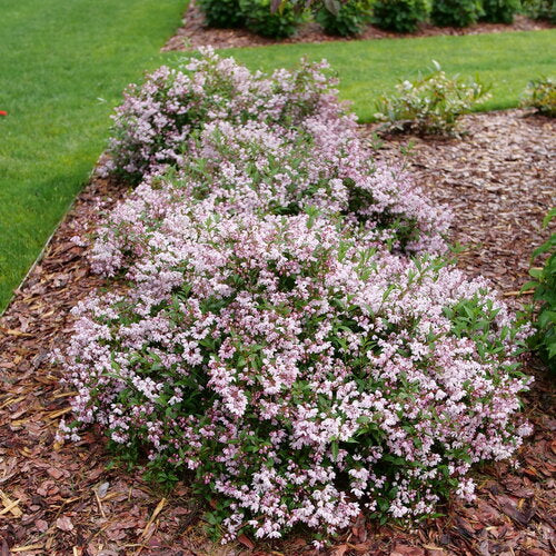Deutzia x 'Yuki Kabuki®'
