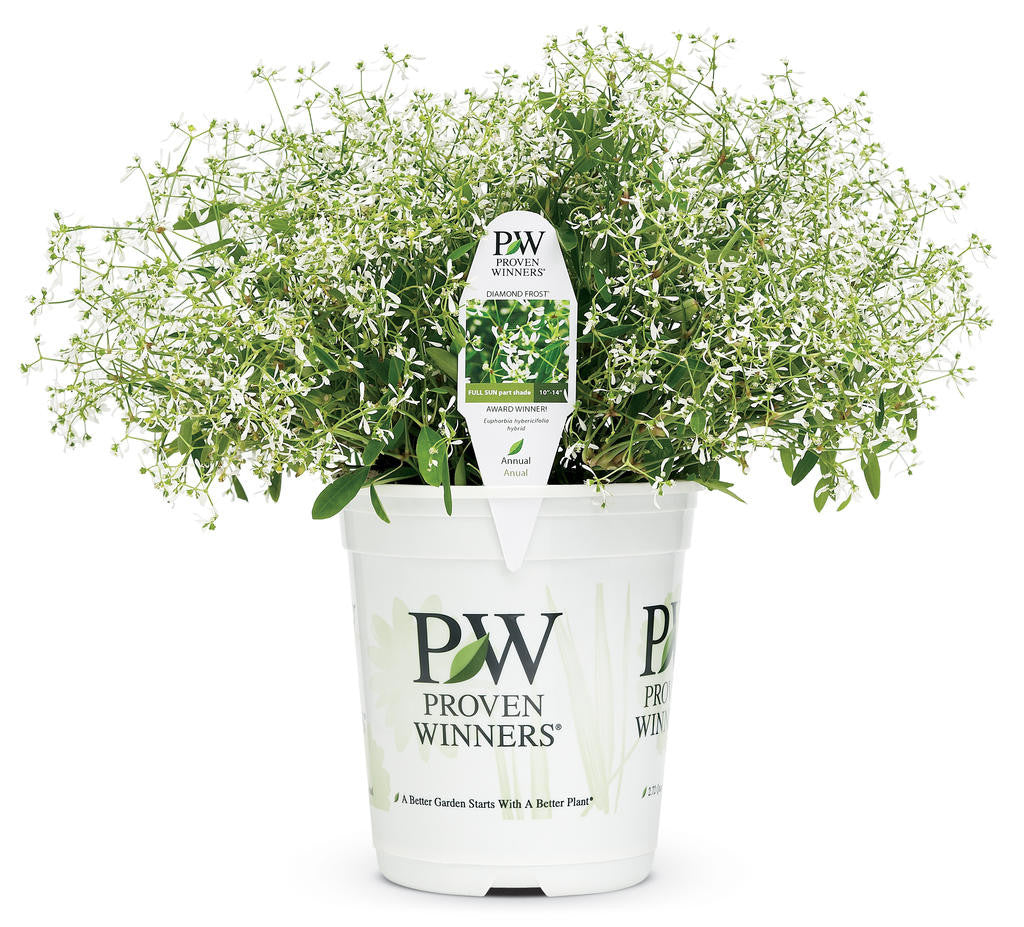 Euphorbia 'Diamond Frost®' in grower pot