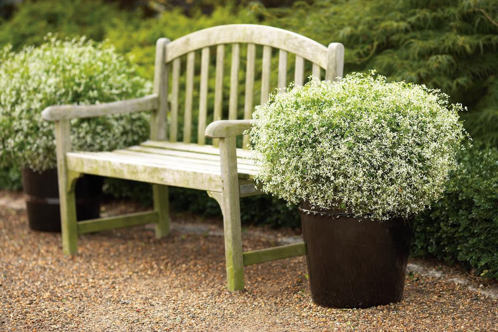 Euphorbia 'Diamond Frost®'