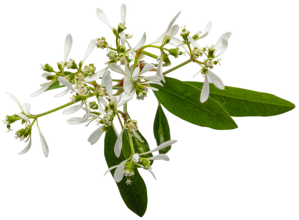 Euphorbia 'Diamond Frost®' flower