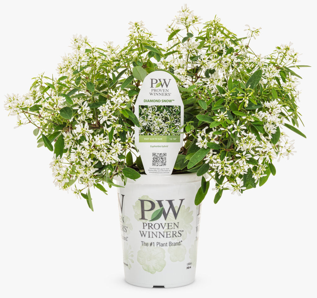 Euphorbia hybrid 'Diamond Snow®' in grower pot