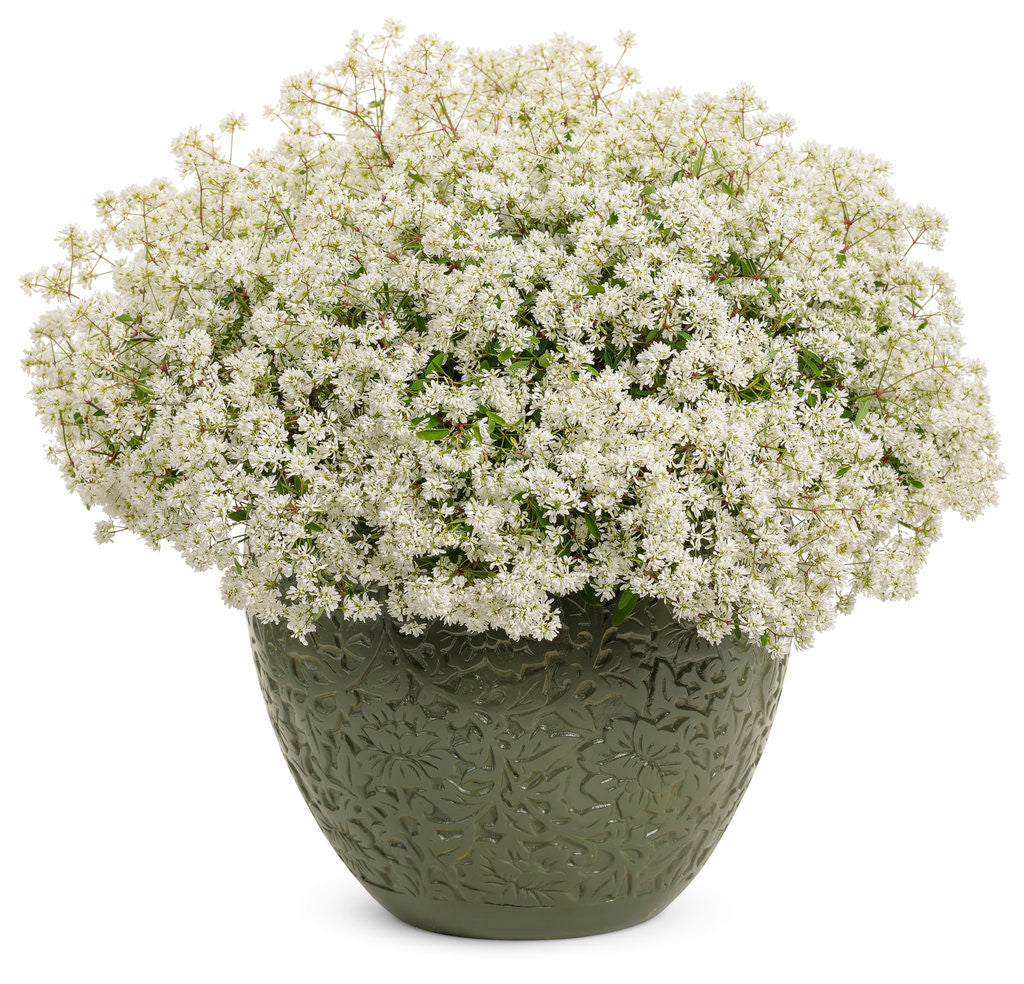 Euphorbia hybrid 'Diamond Snow®' in decorative pot