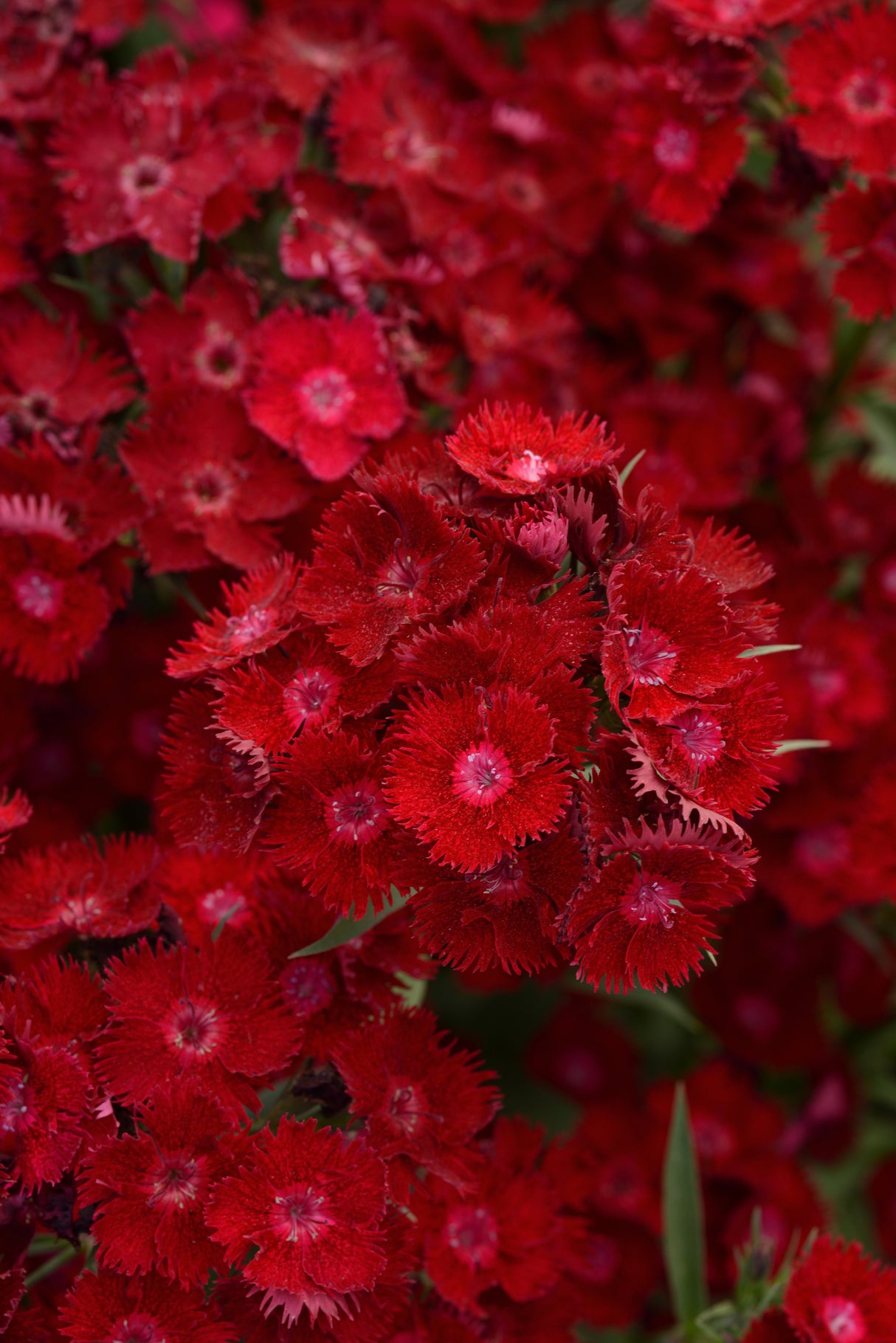 Dianthus barbatus 'Rockin'™ Red'