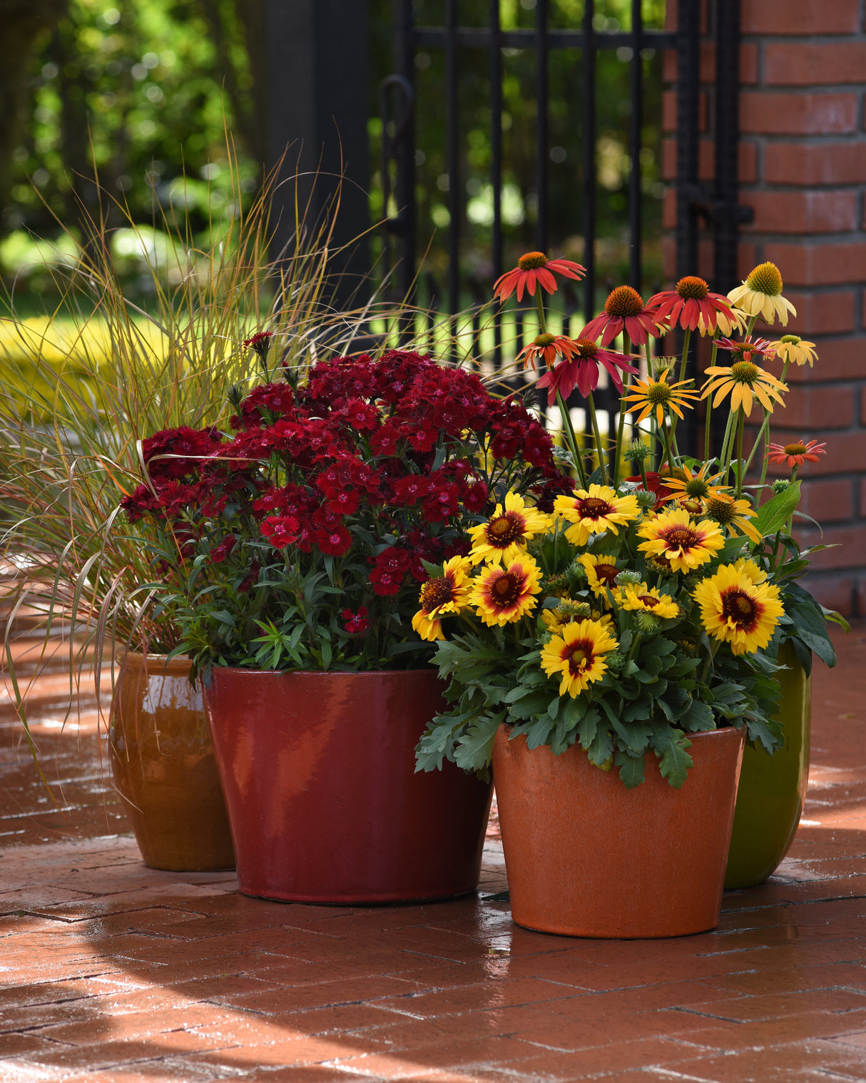Dianthus barbatus 'Rockin'™ Red'