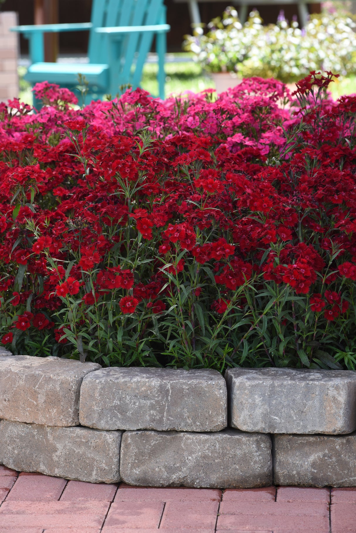 Dianthus barbatus 'Rockin'™ Red'