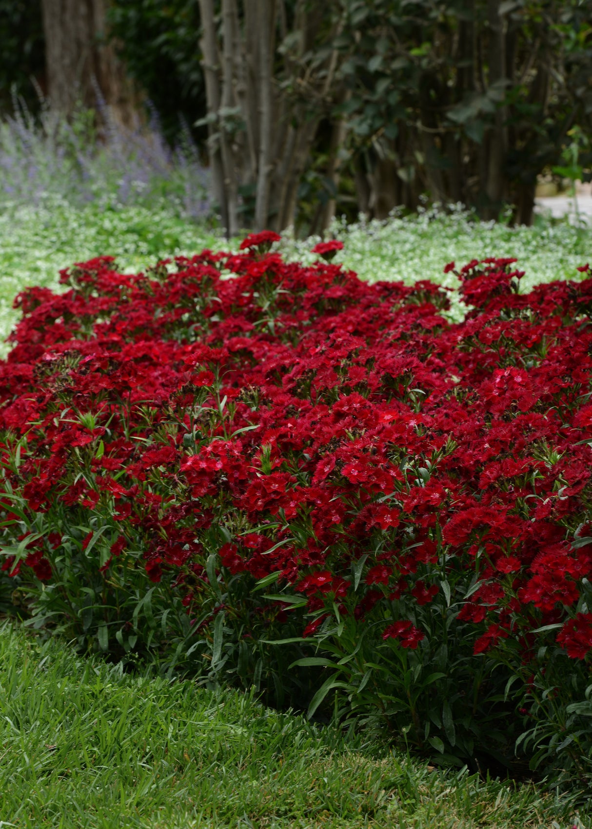Dianthus barbatus 'Rockin'™ Red'