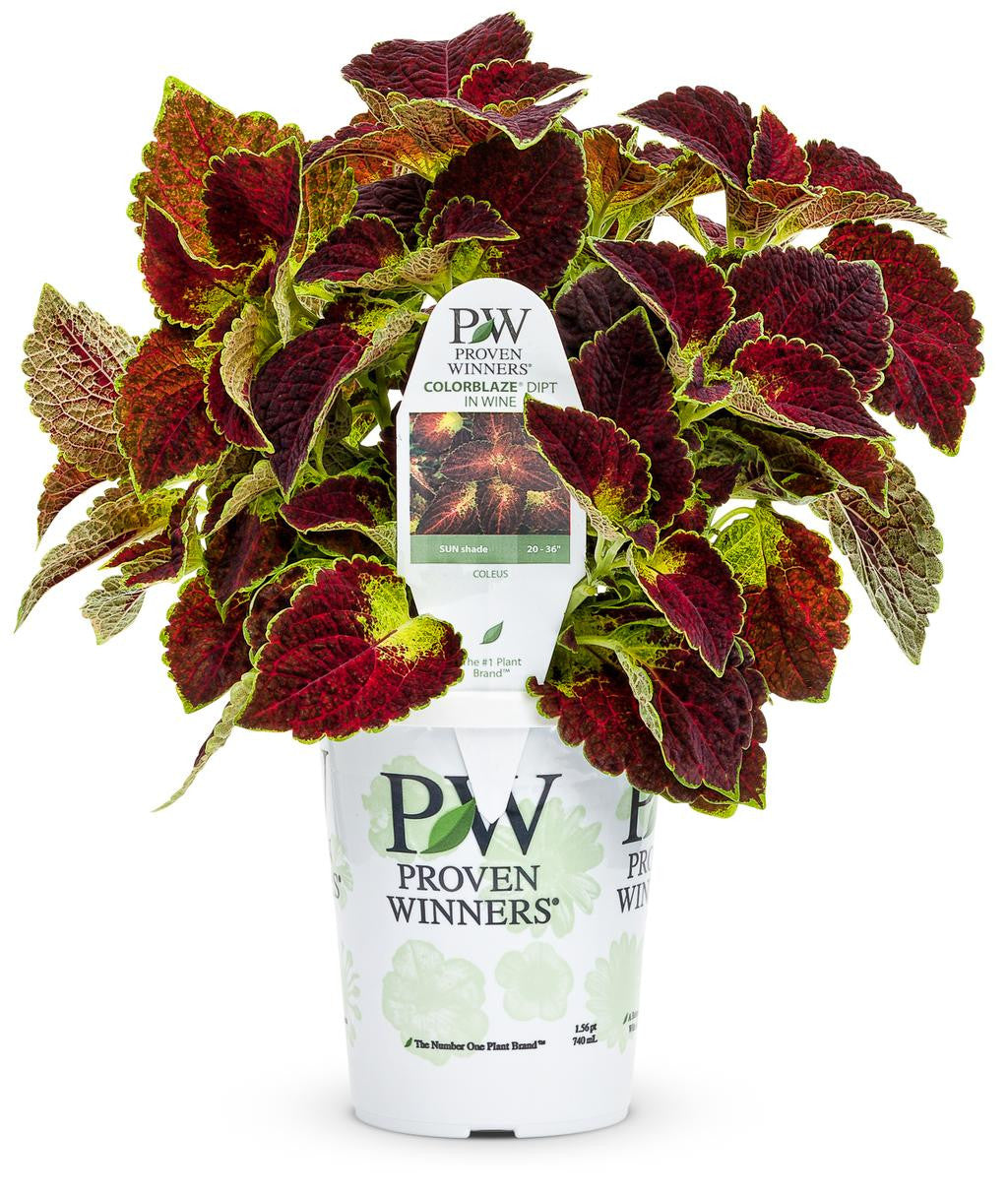 Coleus Solenostemon scutellarioides 'ColorBlaze® Dipt in Wine' in grower pot