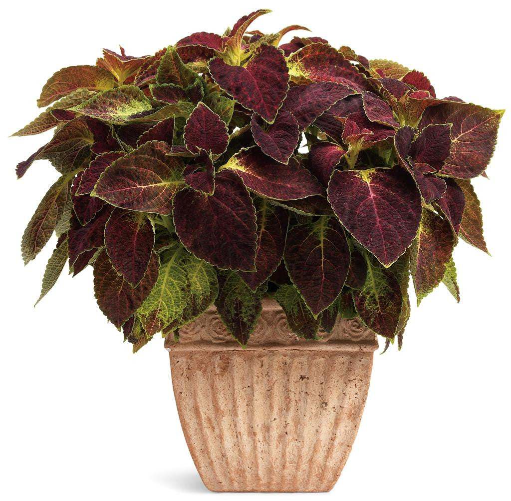 Coleus Solenostemon scutellarioides 'ColorBlaze® Dipt in Wine' in decorative pot