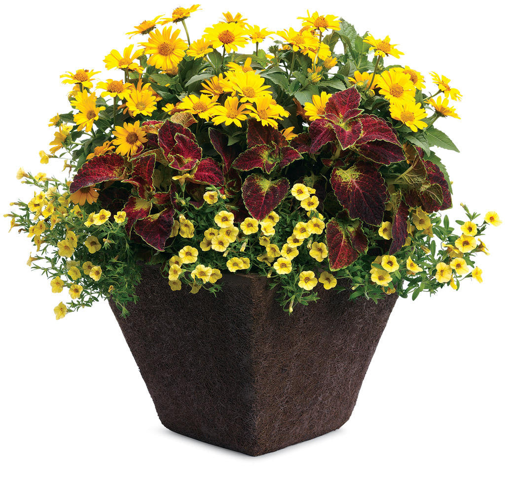 Coleus Solenostemon scutellarioides 'ColorBlaze® Dipt in Wine' combination