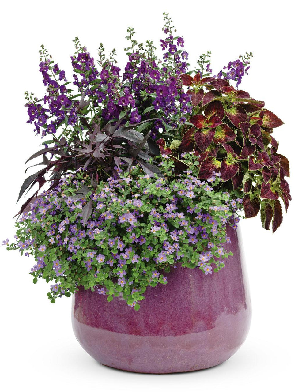 Coleus Solenostemon scutellarioides 'ColorBlaze® Dipt in Wine' combination