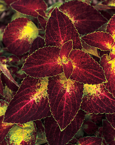 Coleus Solenostemon scutellarioides 'ColorBlaze® Dipt in Wine'