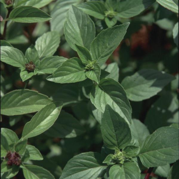 Cinnamon Basil