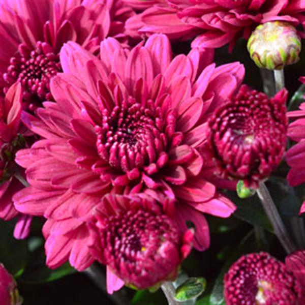 Chrysanthemum 'Plumberry Purple'