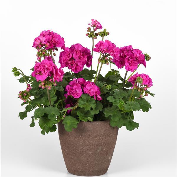 Pelargonium Solera™ Purple