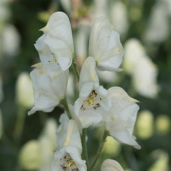 Aconitum napellus 'Album'