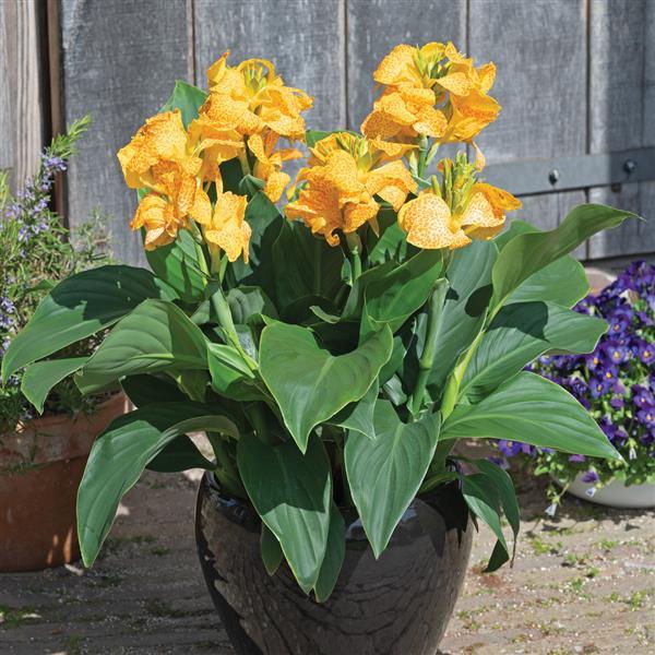 Canna generalis 'Cannova® Golden Leopard'